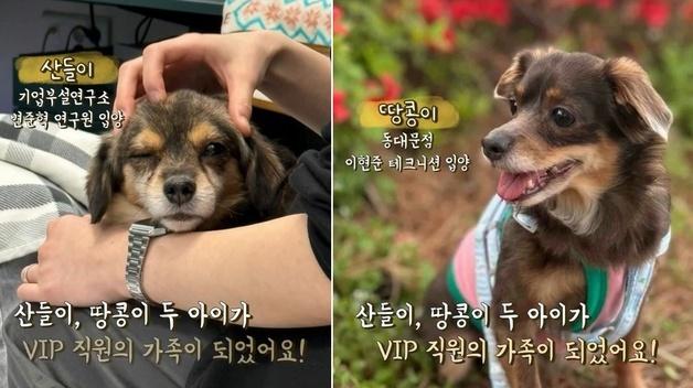 구조동물 치료 봉사한 동물병원…입양까지 '훈훈'