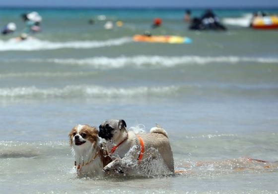제주시 "음식점 3월부터 개·고양이 동반 출입 가능"