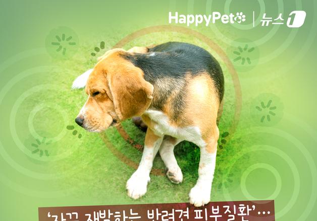 '자꾸 재발하는 반려견 피부질환'…안전하게 관리하려면[펫카드] 