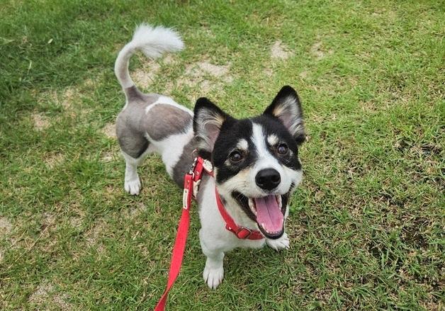 꼬리 살랑, 눈빛 반짝…세상 밝은 '빙고'의 두 번째 기회