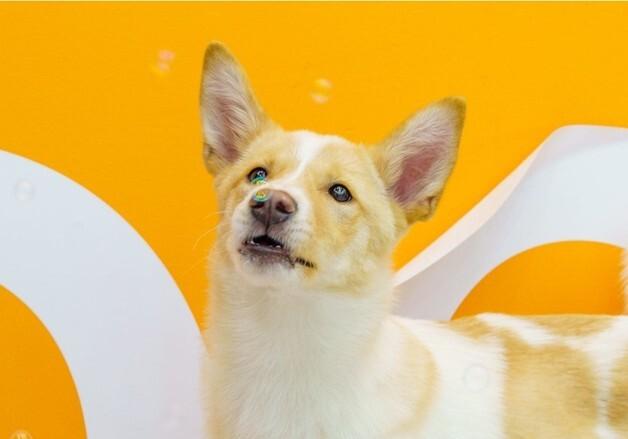 "함께하면 심심할 틈 없어요"…'파워 인싸견' 살구