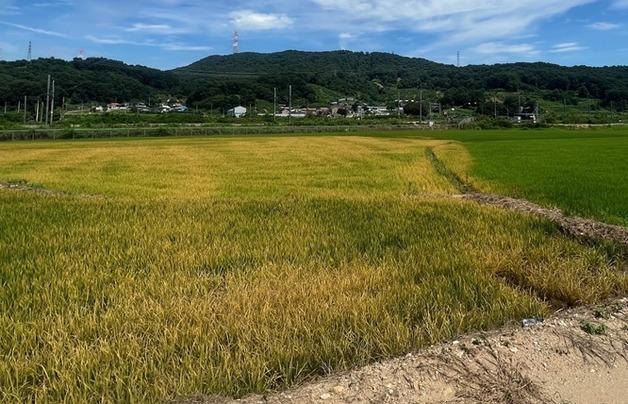 제초제 드론 살포…세종 19개 농가 14만㎡ 벼 고사 '날벼락'