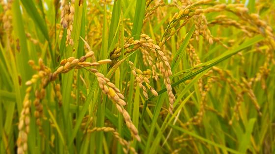 지난해 전국 경지 면적 150만㏊ 붕괴…13년 연속 감소