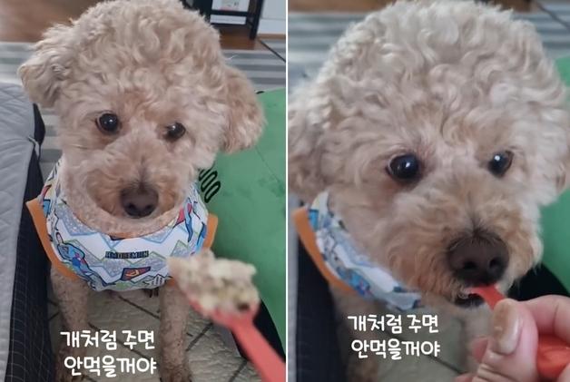 떠먹여야 입 여는 강아지…사람이니? SNS 80만 뷰 부른 식사법