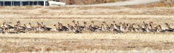 포항 흥해 들녘 떠났던 큰기러기 다시 날아와…올 들어 5차례 목격