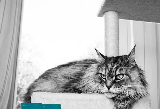 로얄캐닌, 반려묘 노령기 세분화한 맞춤 영양 솔루션 선보여