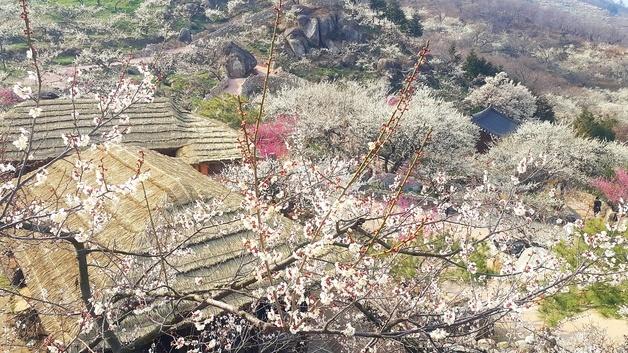 광양매화축제 4년 연속 '전라남도 대표축제' 선정