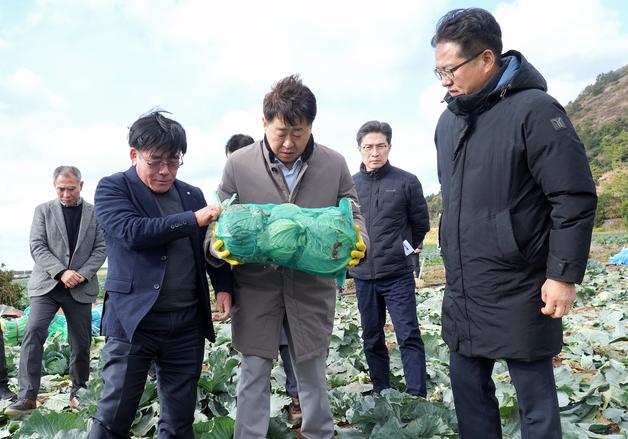 제주 월동채소 생산량 26% 증가할 듯…"수급 안정 총력"