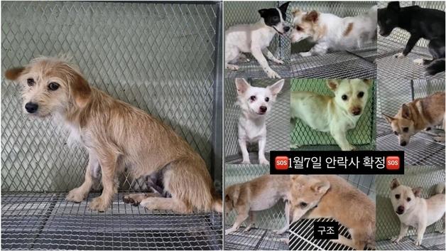 "안락사 말고 길은 없나요"…계약 끝난 시 보호소에 남은 동물들