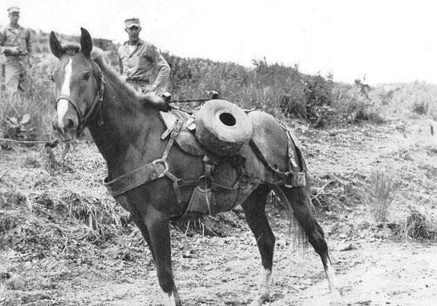6·25전쟁서 활약한 군마 '레클리스 하사' 동상 세워진다