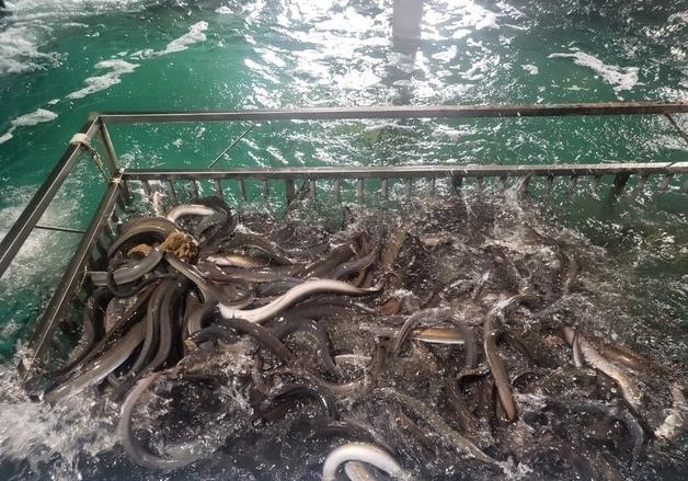 "수입산을 국내산으로"…해수부, 15일부터 한 달간 민물장어 원산지표시 단속