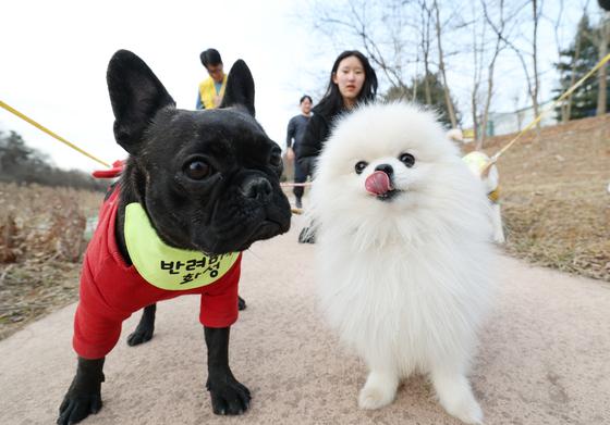 광주시, 설 연휴 반려동물 응급진료 12개소 운영