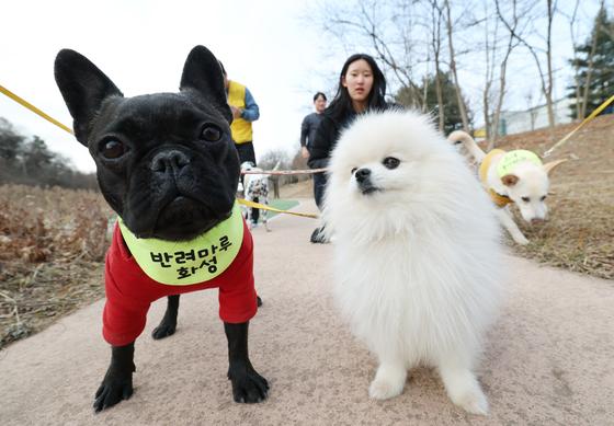 [뉴스1 PICK]유기동물과 교감하는 청소년 자원봉사…'함께해요'