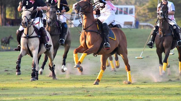 경북 경주에 국내 첫 '대중형 폴로파크' 2030년까지 조성