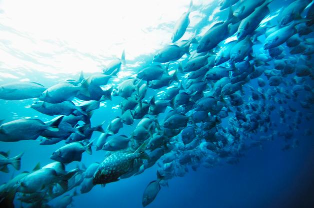 국가관할권 미치지 않는 바다 생물다양성 보호…국제 협약 17일 발효