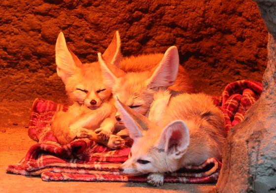 [뉴스1 PICK] 온천욕도 하고, 눈밭에서 뒹굴고…동물들의 겨울나기