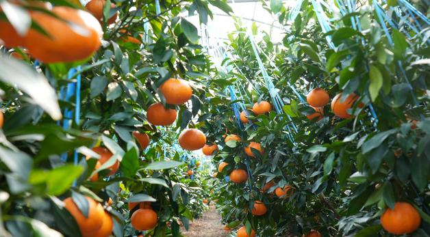‘미국 감귤 만다린 무관세 습격’에 제주 감귤업계, 사활 건 총력 대응전