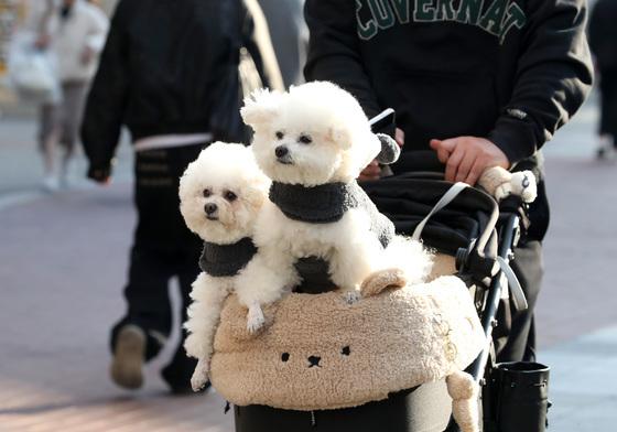 "봄인가?" 낮 최고 4~17도…안개·산불·미세먼지 '주의'(종합)