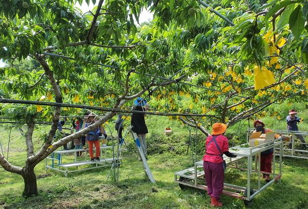 "여성농업인 복지 증진"…영동군 행복바우처 17만원 지원