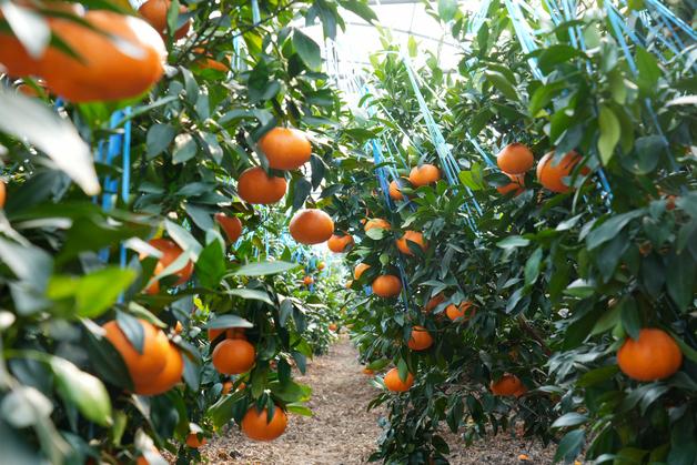 [제주경제소식] 제주산 만감류 새봄맞이 특별 행사
