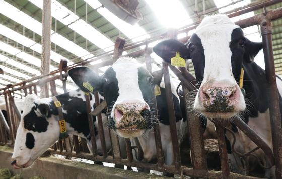 우유 소비 감소에…1분기 젖소 37.1만마리 사육, 12년래 최소 규모
