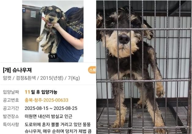 "뽈뽈거리던 뚱뚱 슈나우저"…보호소 석 달 만에 뼈만 남았다