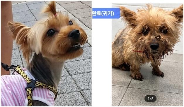 "이미 죽은 줄 알았어요"…6년 전 잃어버린 반려견이 돌아왔다