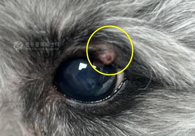 반려동물 눈꺼풀에 생긴 작은 혹…방치하면 안 되는 이유