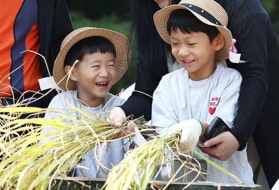 [뉴스1 PICK] 강남 양재천서 벼 베기 체험… '도심 속 가을걷이'