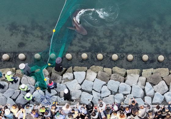 [뉴스1 PICK] 연휴 '부캉이' 보러 인산인해…부산 북항 100만명 돌파 눈앞
