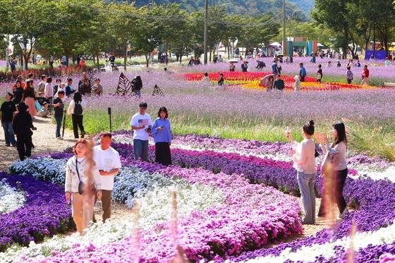 "꽃반 단풍반" 30만 발길 사로잡은 인제 가을꽃축제…흥행 비결은