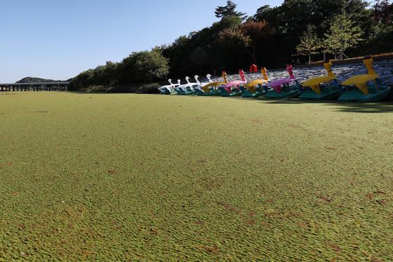 '잔디밭'으로 변한 동촌유원지…금호강에 무슨 일?
