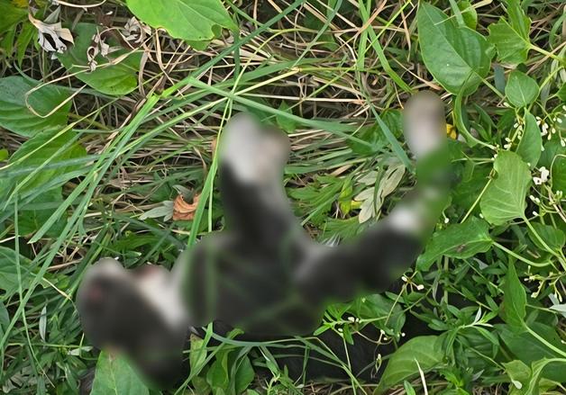 울산서 길고양이 잇단 폐사…"학대 의심" 경찰 내사