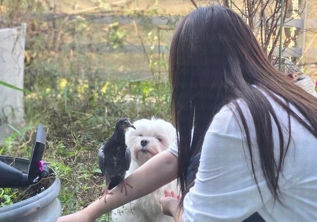 비둘기 구조한 딸, 돌봐준 수의사 아빠…대를 이은 동물 사랑