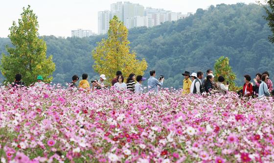 코스모스 동산