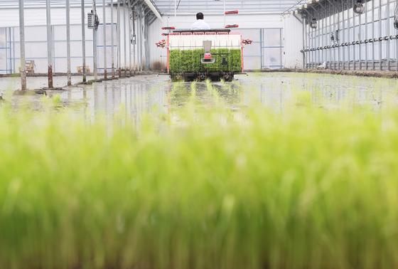 세종시, 논에 콩 심는 농가에 '전략 작물 직불금' 지원 확대
