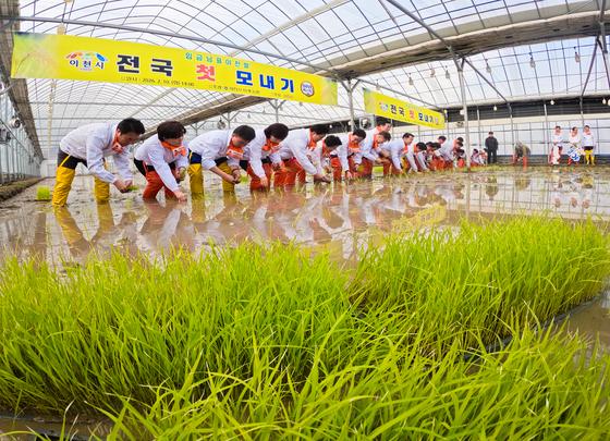 [뉴스1 PICK] '풍년을 기원합니다'…이천시, 전국 첫 모내기 행사 개최