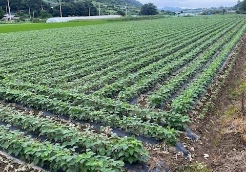 임실군 농기센터 "콩·팥 정부 보급종 신청하세요"