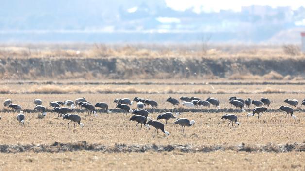 서산 천수만 찾은 흑두루미 1000여마리…"중간 기착지 위상 강화"