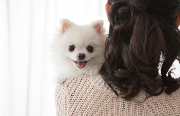 무릎 높이서 '폴짝'했을 뿐인데…설 연휴 반려견 골절 사고 주의