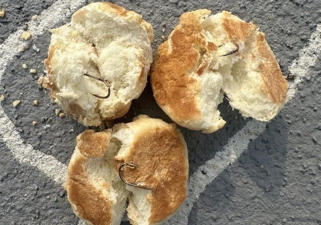 나주 낚싯바늘 빵, 이웃 주민이 뿌려…"개 짖는 소리 시끄러워서"