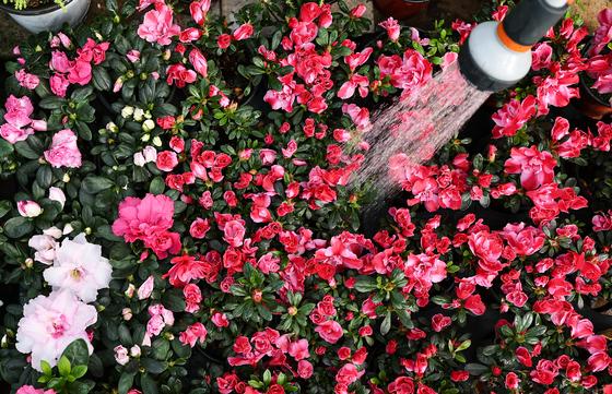 [뉴스1 PICK]절기상 우수(雨水), '봄 기운 가득'