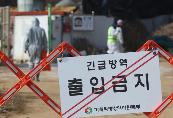 정부, AI 특별방역 대책기간 이달 15일까지 연장…"발생 위험 지속"