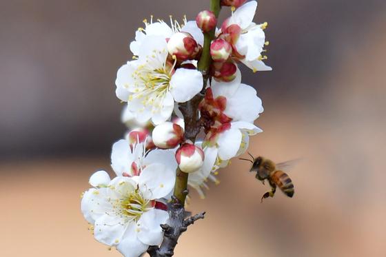 봄 외출 나온 꿀벌 