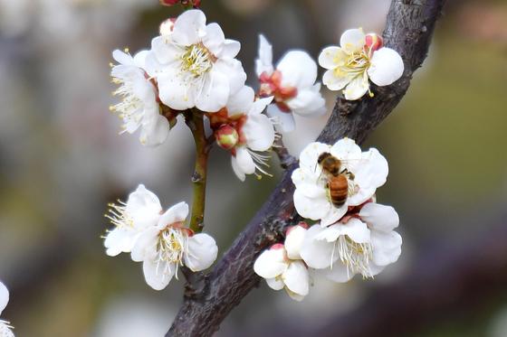 [오늘의 날씨]대구·경북(24일, 화)…비나 눈, 낮 최고 4~8도