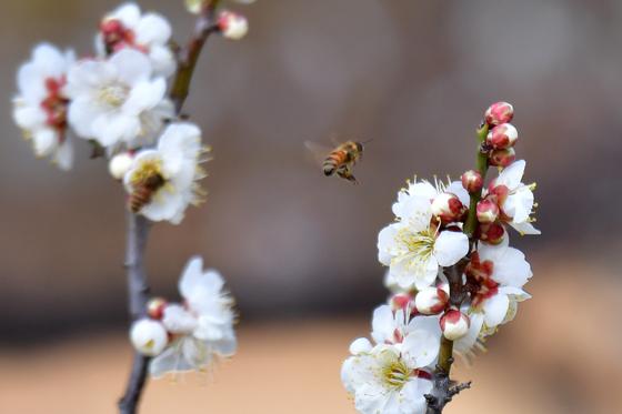 [오늘의 날씨]대구·경북(1일,일)…비 또는 눈, 낮 최고 14도