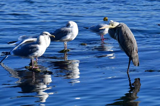 내일 아침 -7도 '반짝 한파'…강풍에 체감온도 뚝, 빙판길 주의