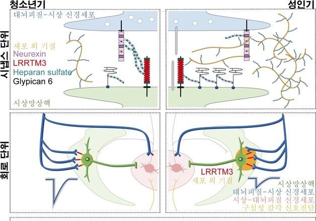 어른 뇌도 스스로 리모델링한다…DGIST 연구팀 원리 첫 규명
