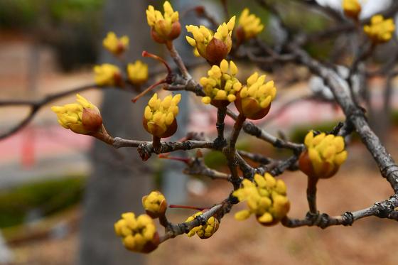 [오늘의 날씨]대구·경북(26일,목)…낮 최고 12~16도 '포근'
