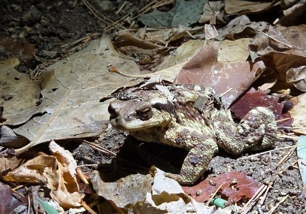 대구 수성구 망월지 두꺼비 대이동 시작…지난해보다 7일 빨라